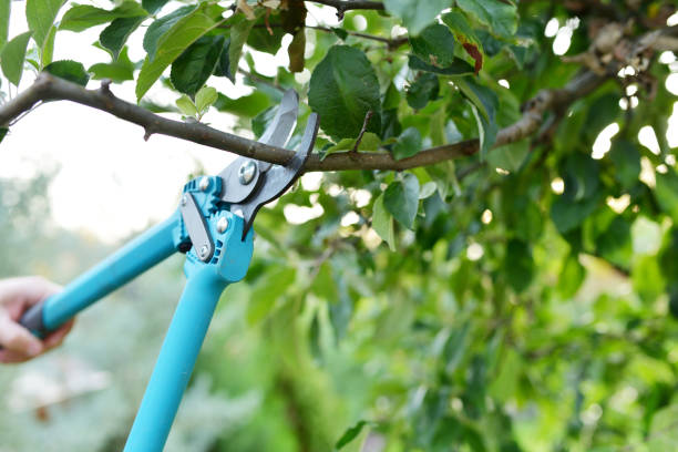 Dead Tree Removal in Luxora, AR